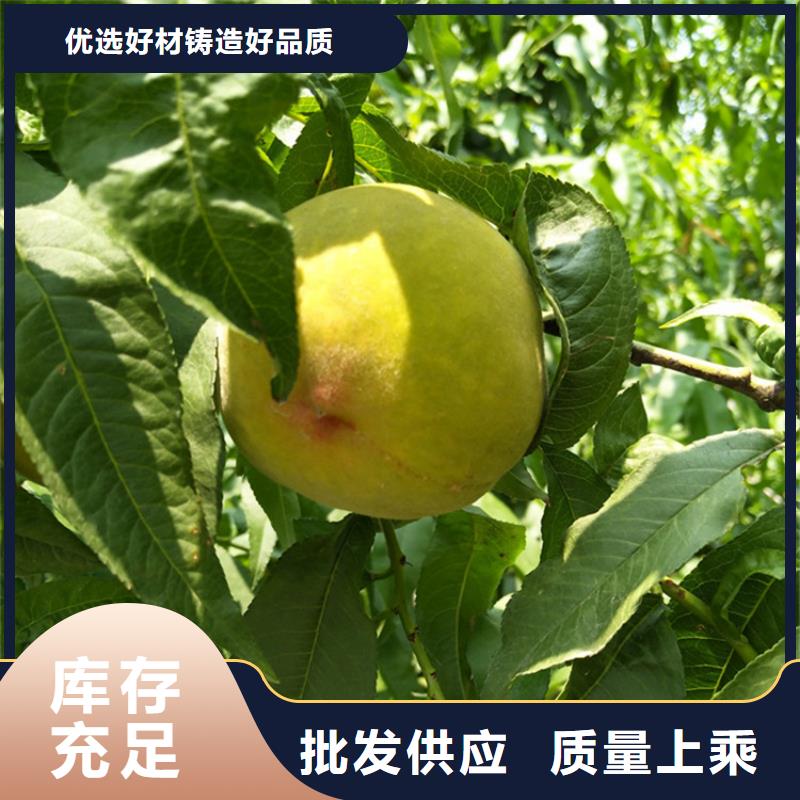 【桃蓝莓苗厂家规格全】可定制