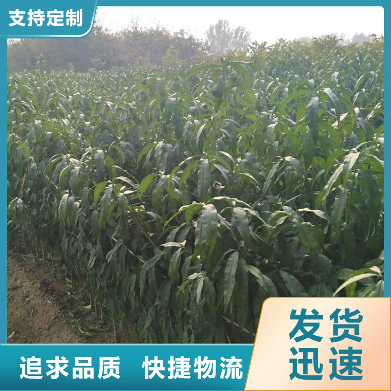 黃金油蟠桃適合種植地區(qū)克拉瑪依