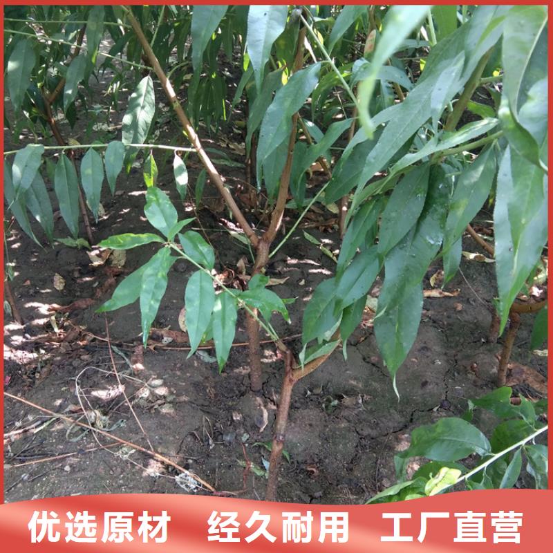 黃桃苗基地直銷孝感