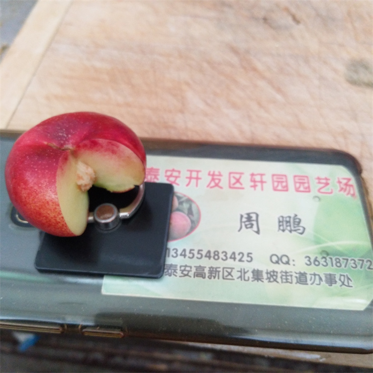 白桃苗現(xiàn)挖苗現(xiàn)發(fā)貨涼山