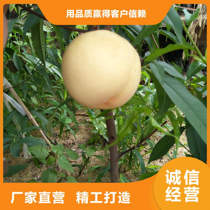 血桃樹苗量多優(yōu)惠自貢