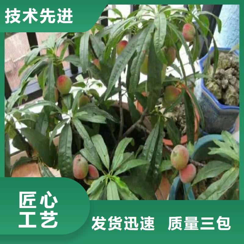 桃_櫻桃苗源頭把關(guān)放心選購(gòu)專(zhuān)業(yè)按需定制