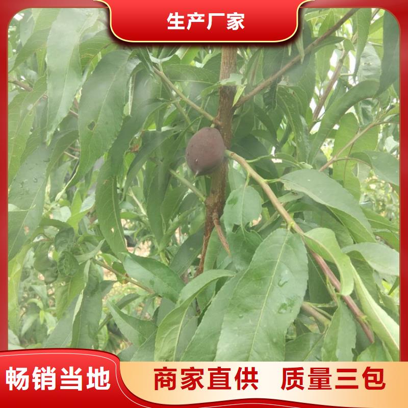 【桃】-蘋(píng)果苗暢銷(xiāo)本地支持定制