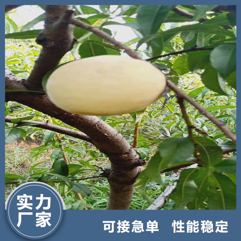 桃櫻桃苗好貨采購?fù)墙?jīng)銷商