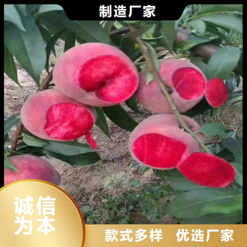 【桃】无花果苗打造好品质{当地}经销商