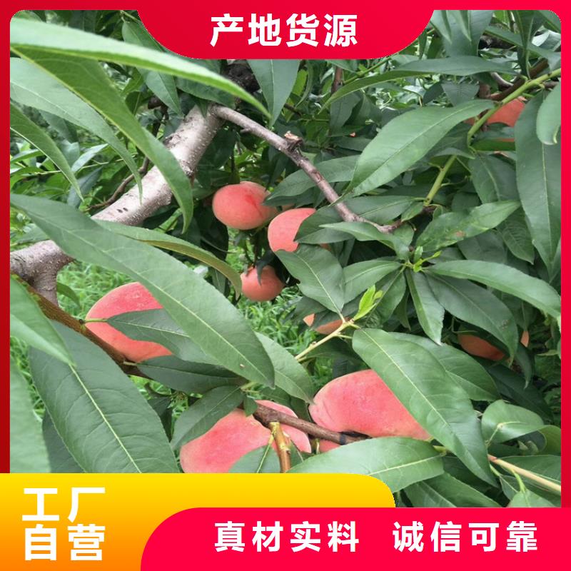 桃苹果苗拥有核心技术优势[当地]制造商