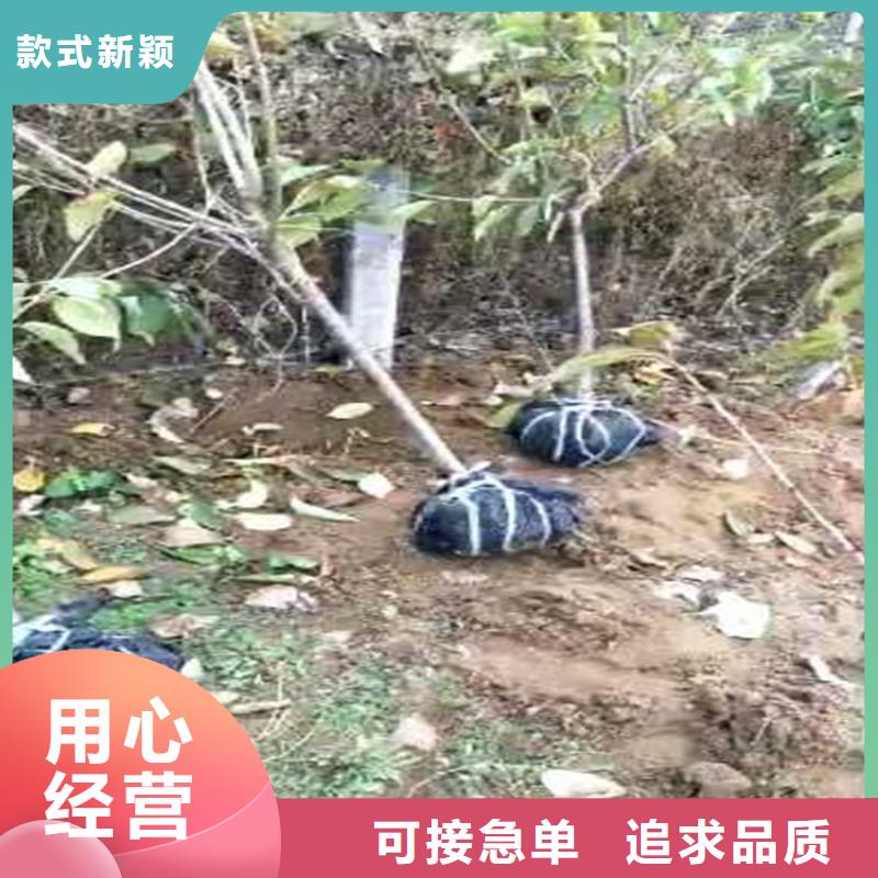 蓝蜜李子树大棚种植本地服务商