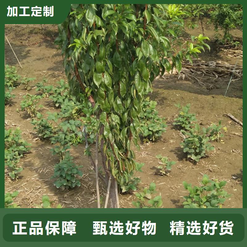 李子【板栗苗】現(xiàn)貨直發(fā)物流配貨上門