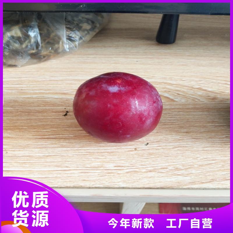 李子_樱桃苗物流配送严选用料