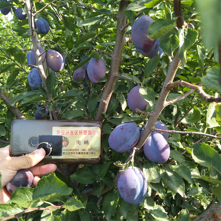 味帝李子苗新奇品種阿壩