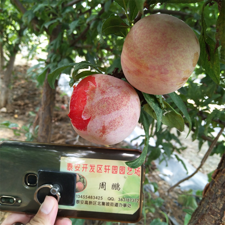 女神李子苗基地