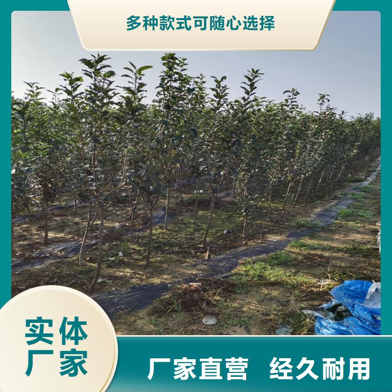 李子苗种植管理技术让客户买的放心