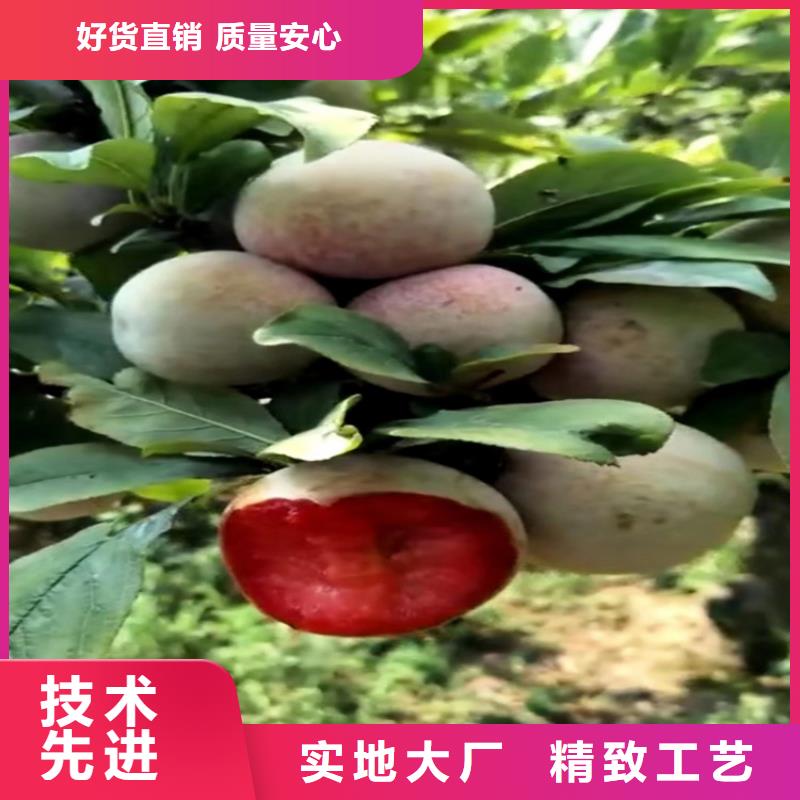 恐龙蛋李子苗种植管理技术【本地】生产厂家