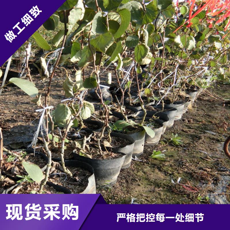 软枣子苗种植管理技术当地品牌