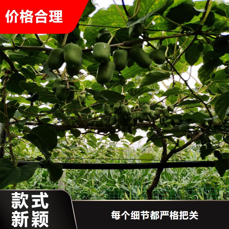 奇異果苗經(jīng)濟(jì)效益綿陽