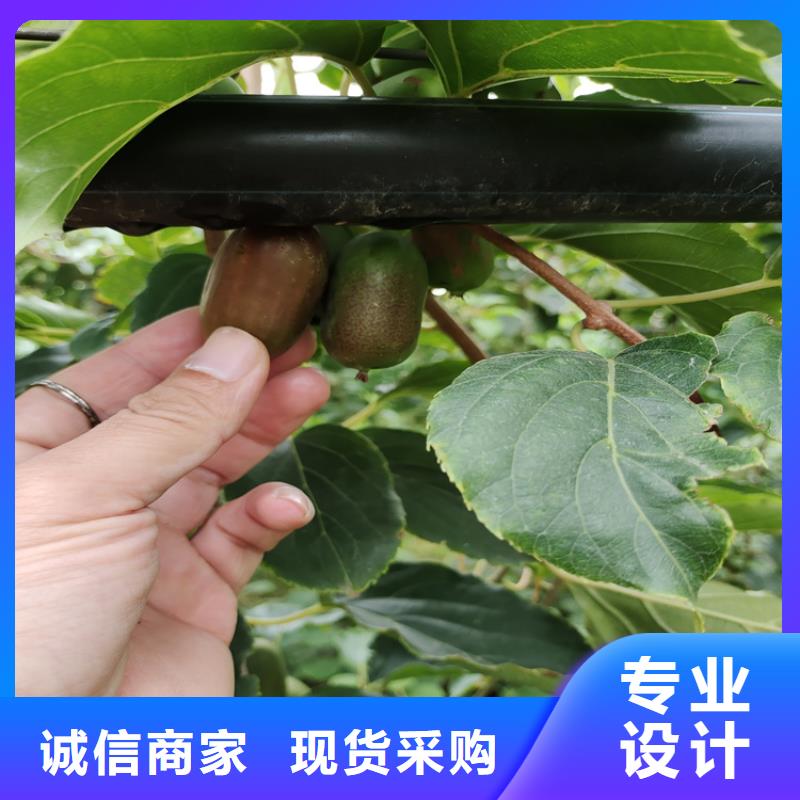 软枣子苗大棚种植当地厂家