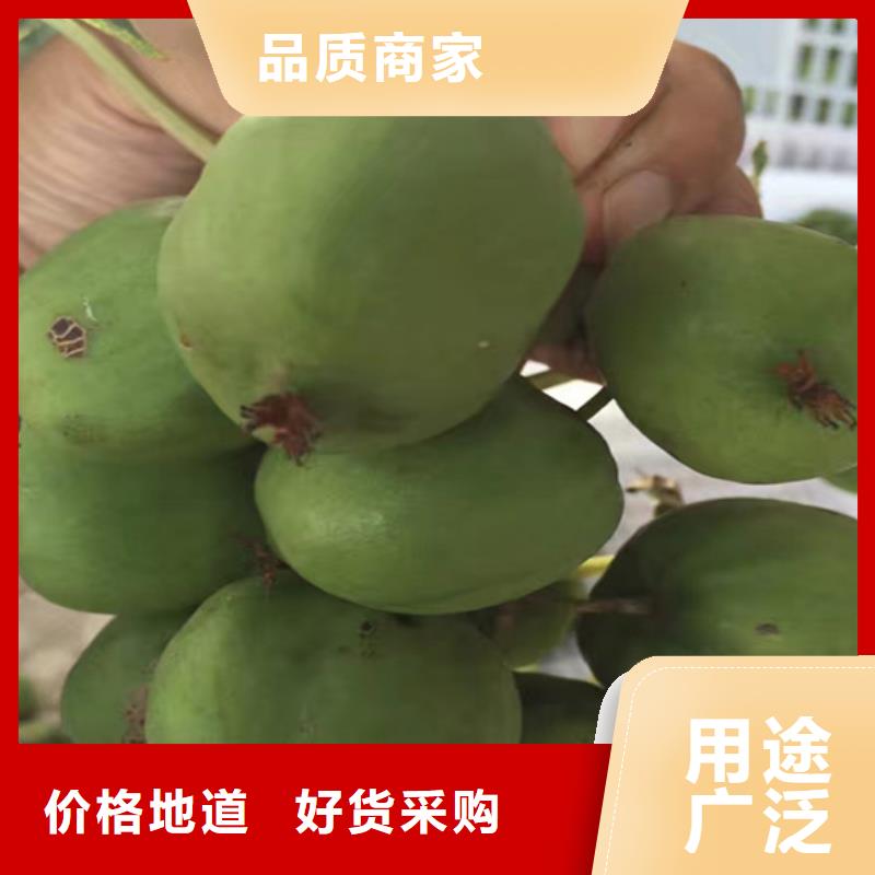 獼猴桃花椒苗詳細(xì)參數(shù)一站式采購商家