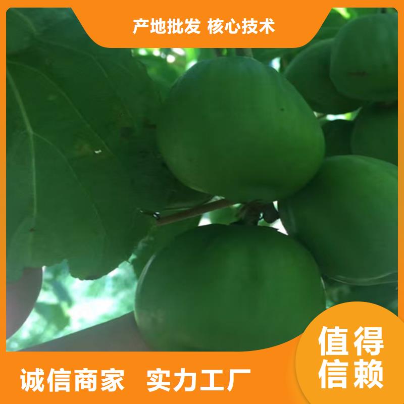 軟棗獼猴桃苗多少錢一棵匠心制造