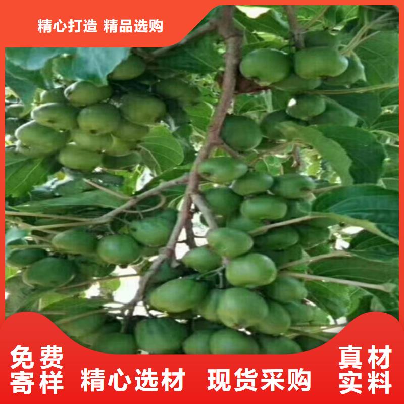 【獼猴桃【獼猴桃苗】質(zhì)檢嚴(yán)格放心品質(zhì)】本地供應(yīng)商