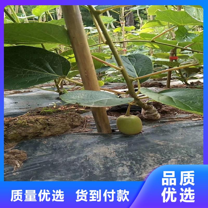 软枣猕猴桃苗种植技术[本地]货源