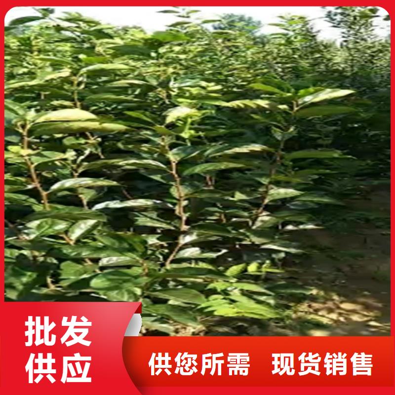柿子,李子苗多家倉庫發(fā)貨質(zhì)優(yōu)價廉