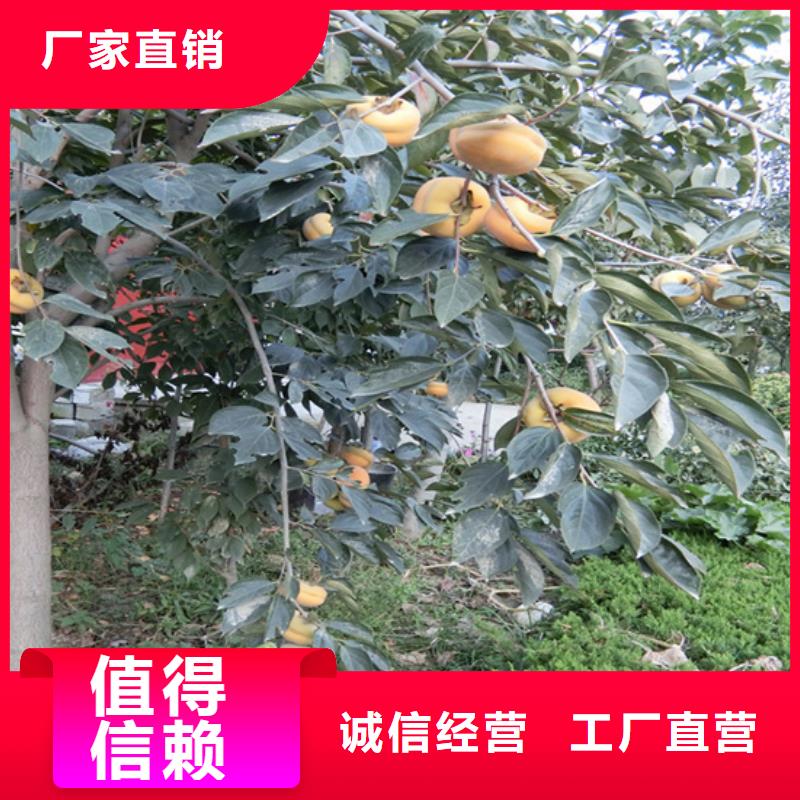 甜柿子树苗大棚种植/轩园园艺场{当地}货源