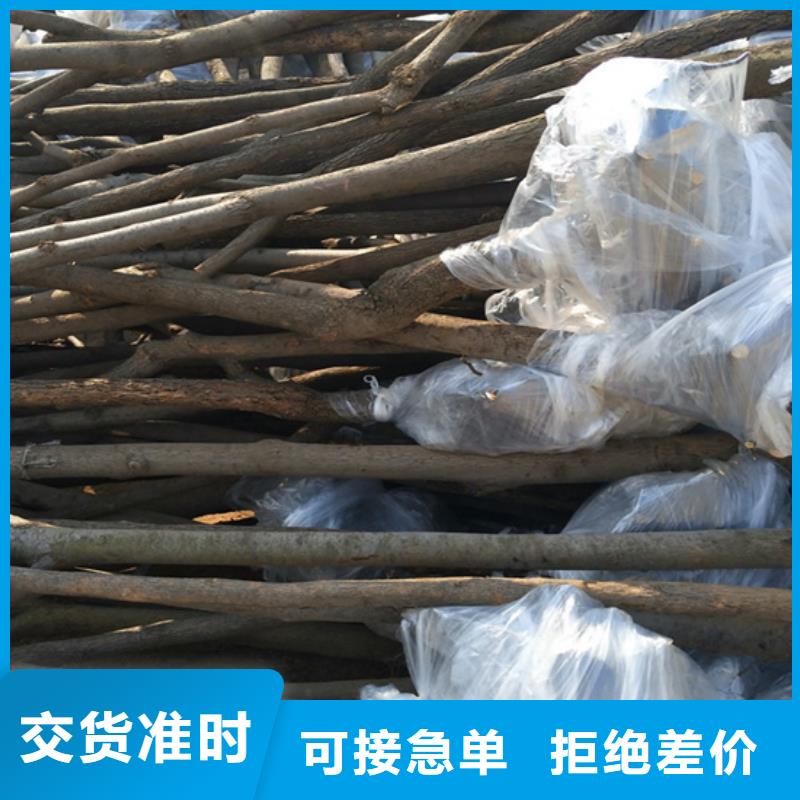 柿子石榴树产品参数款式多样