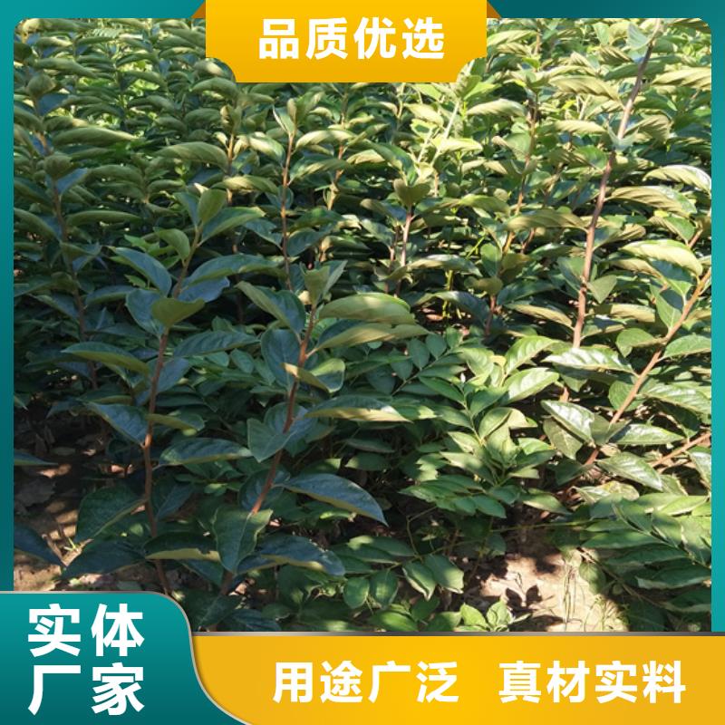 【柿子蘋果苗廠家直銷】同城生產(chǎn)廠家