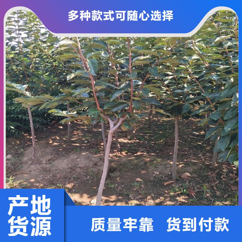 柿子苹果苗优良工艺一站式厂家