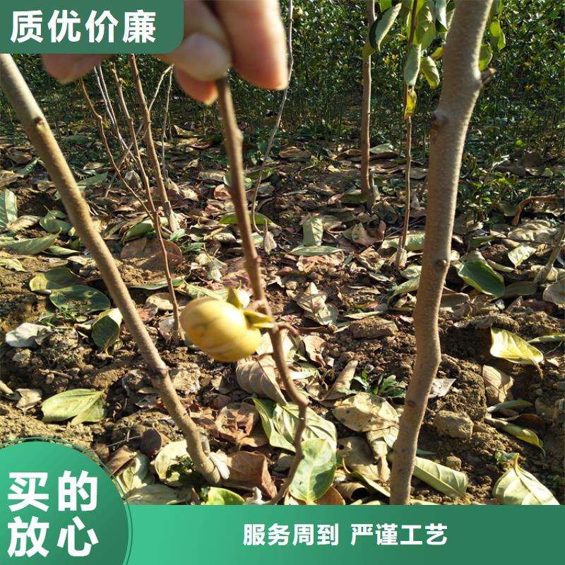 柿子_蘋果苗一個(gè)起售本地生產(chǎn)廠家