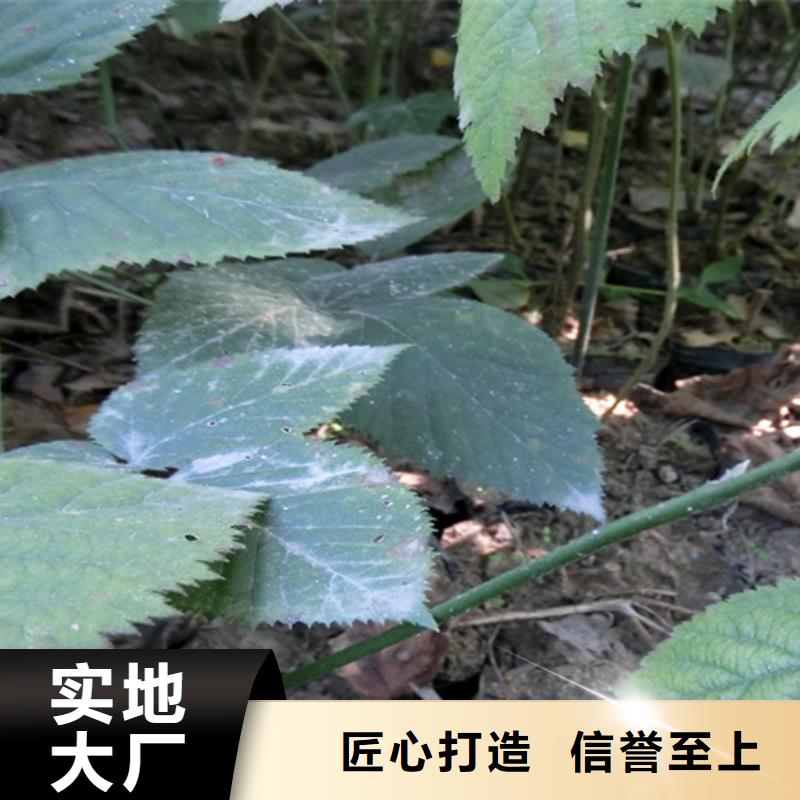 树莓-樱桃苗诚信经营质量保证【本地】生产厂家