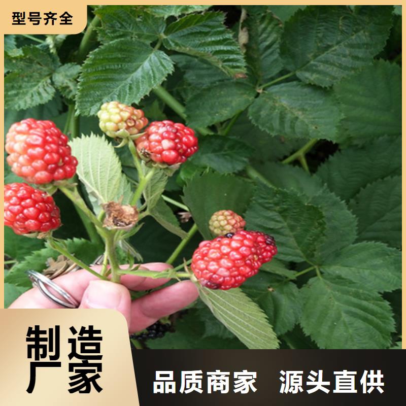 树莓蓝莓苗适用范围广性能稳定