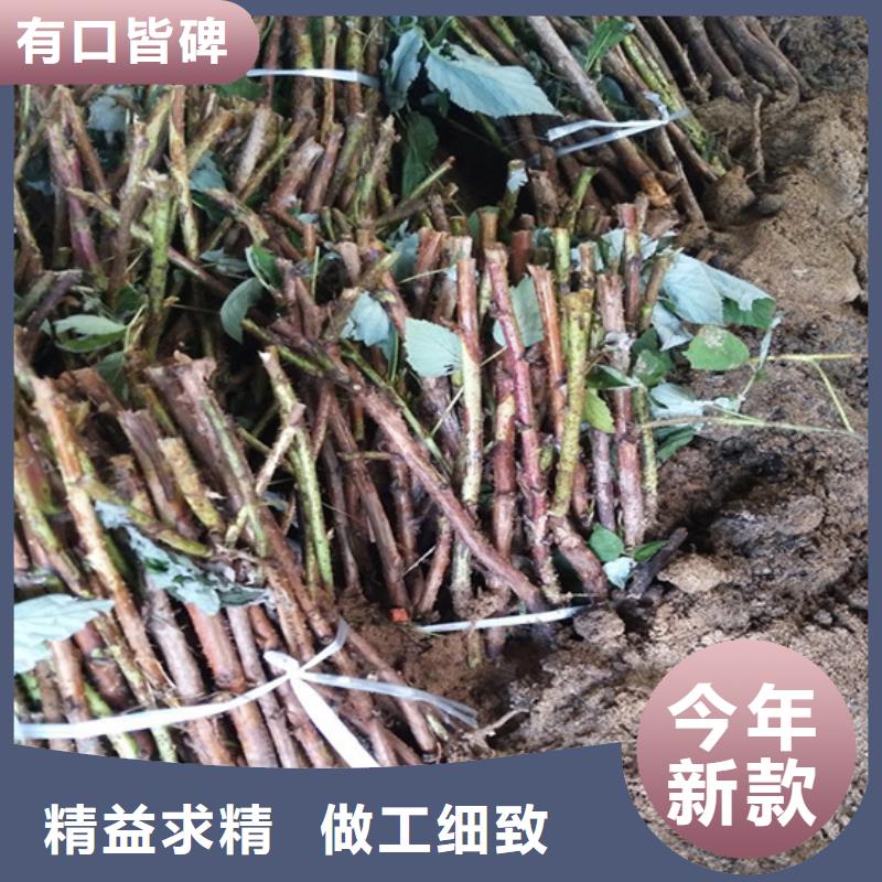 树莓石榴树多年行业经验同城品牌