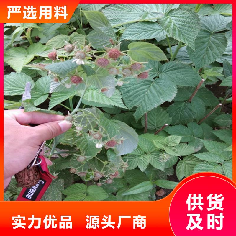 樹莓-西瓜苗廠家規(guī)格全同城服務(wù)商