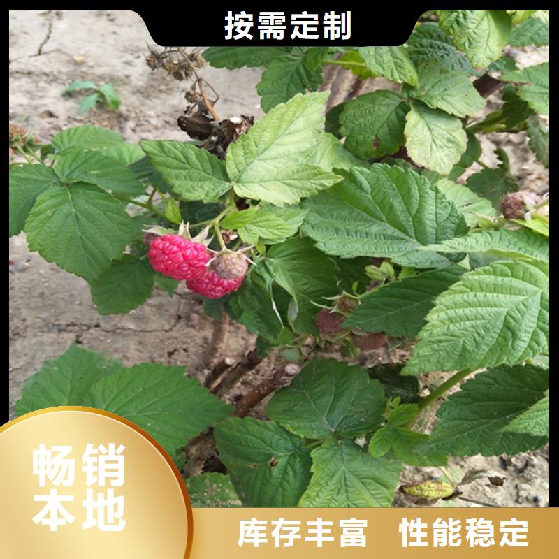 樹莓,無花果苗貨源報價制造廠家