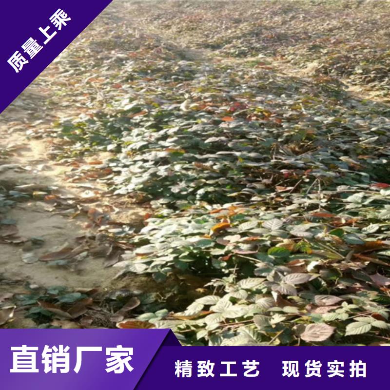 【树莓】西瓜苗现货满足大量采购【本地】供应商