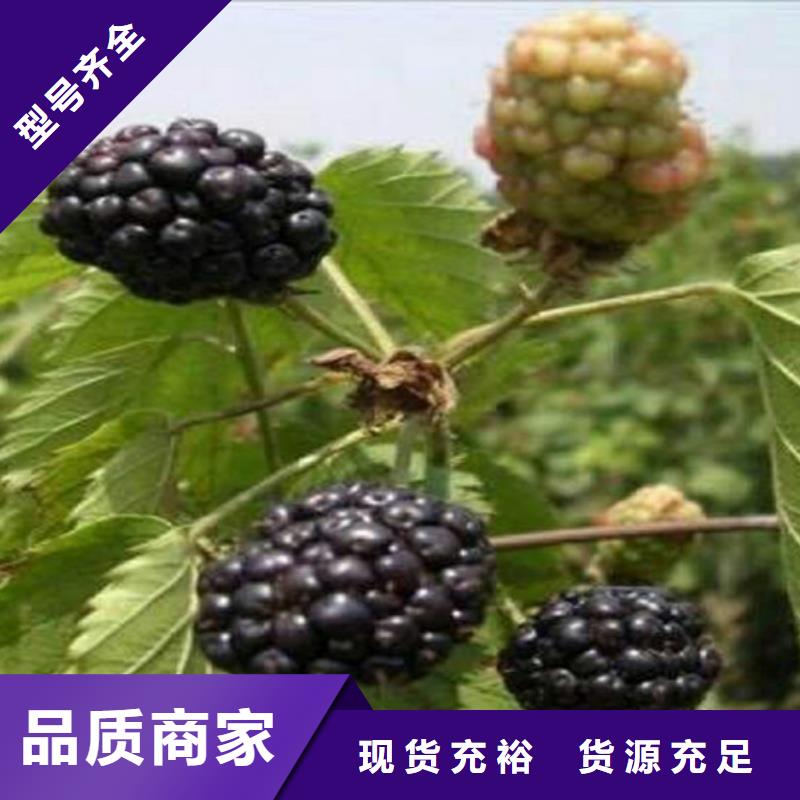 【樹莓蘋果苗信譽至上】高標(biāo)準(zhǔn)高品質(zhì)