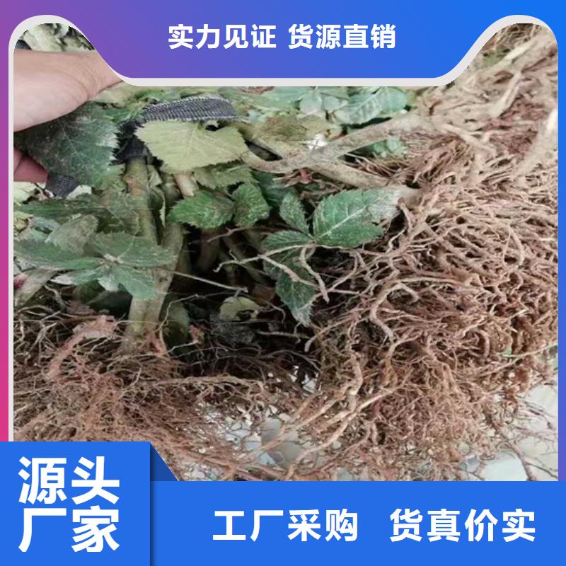 树莓_【苹果苗】支持定制加工种类丰富