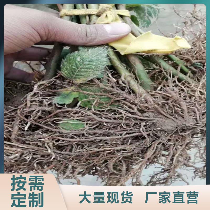 树莓猕猴桃苗一个起售[当地]品牌