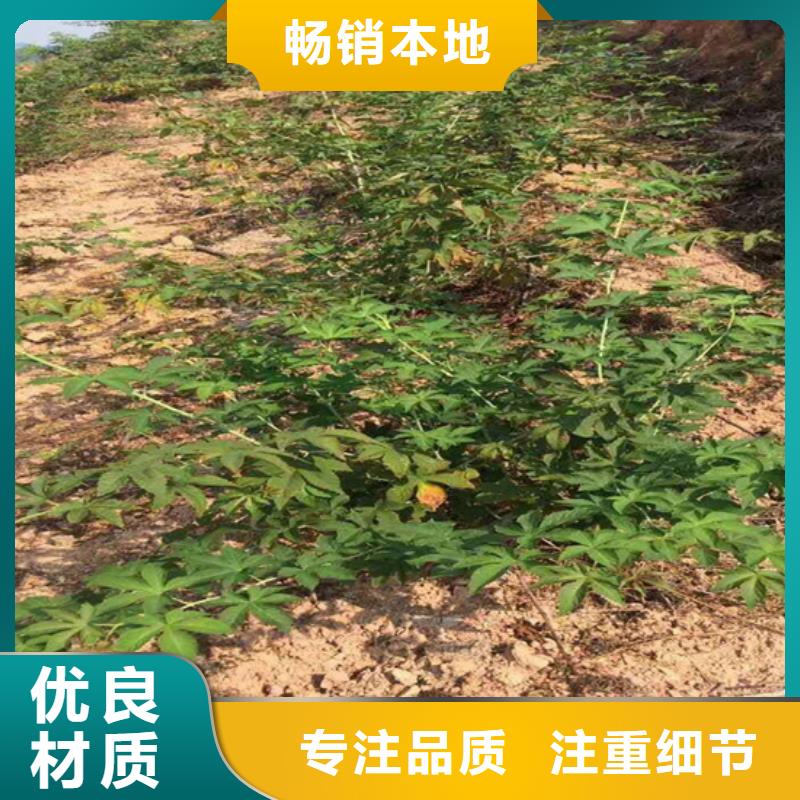 【树莓】板栗苗大量现货本地厂家