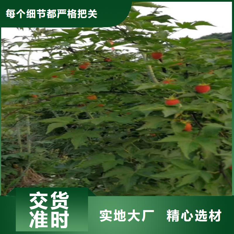 【树莓苹果苗快捷的物流配送】选择大厂家省事省心