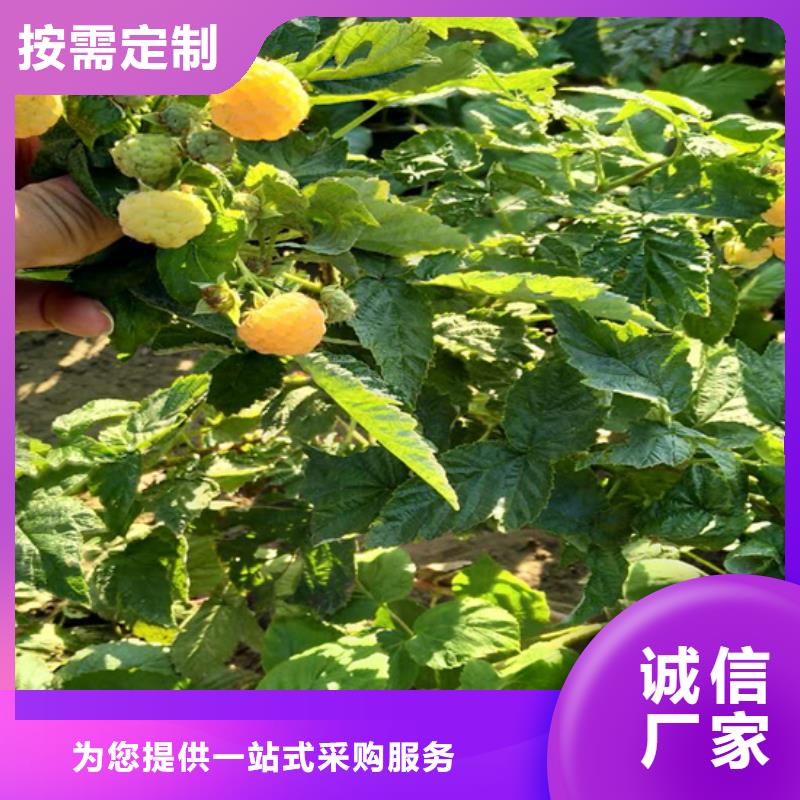 【树莓】桃树苗现货交易<当地>生产商