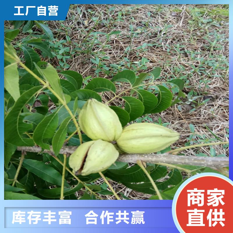 碧根果树苗基地质量不佳尽管来找我