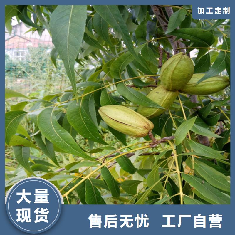 碧根果蓝莓苗工厂现货供应当地经销商