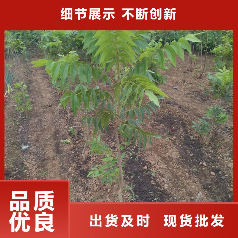 碧根果树苗成活率高核心技术