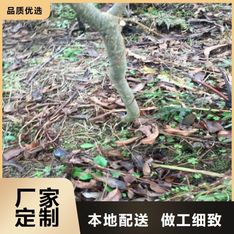 【碧根果】苹果苗源头厂商一站式厂家