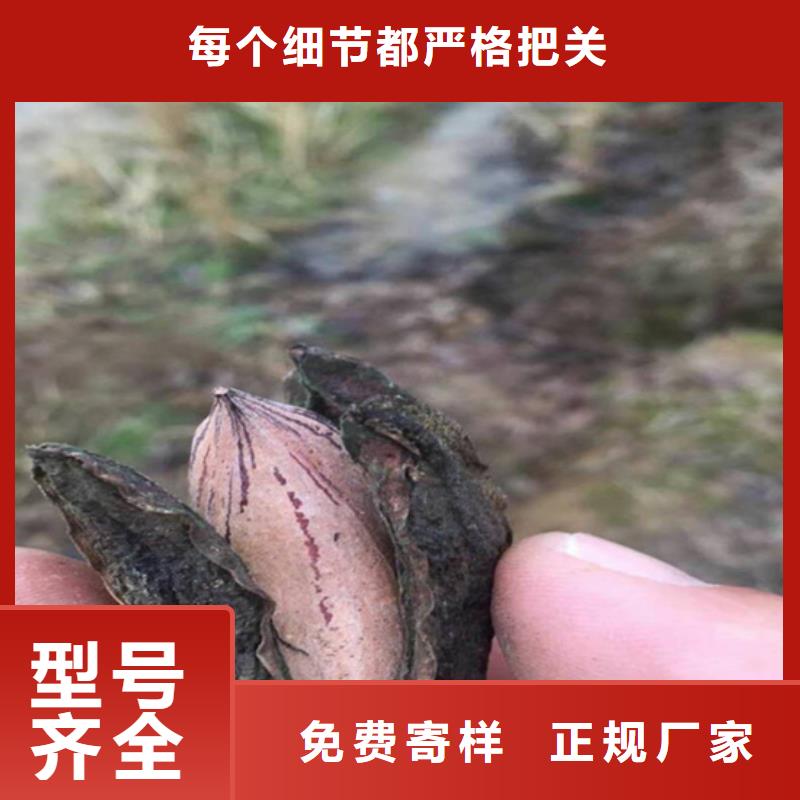 碧根果苗怎么卖【本地】品牌