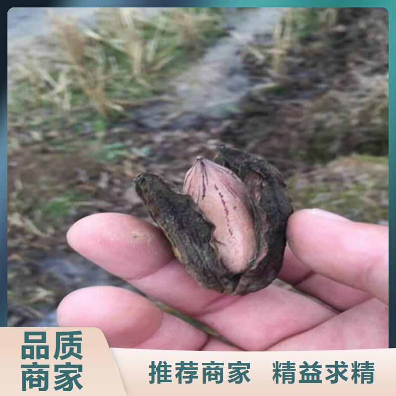 碧根果石榴苗现货充足当地公司