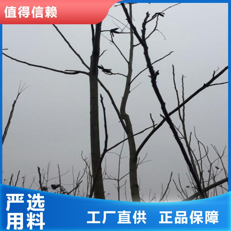 碧根果苗适合种植地区品质保证实力见证