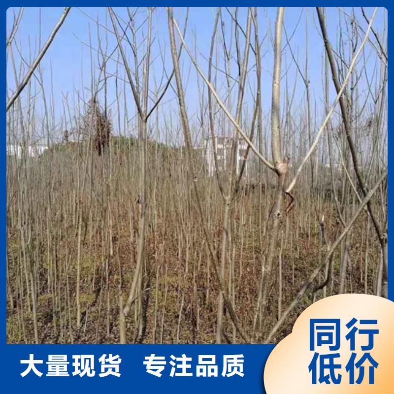 碧根果无花果苗欢迎来厂考察厂家经验丰富